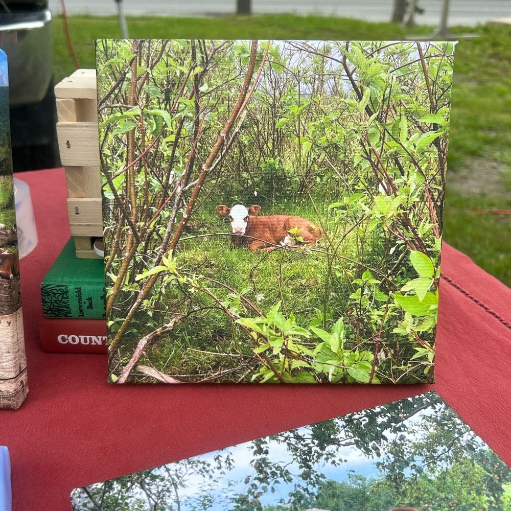Hereford Calf Edmonston Farm Canvas Print 8x8 Farmhouse Gift Country
